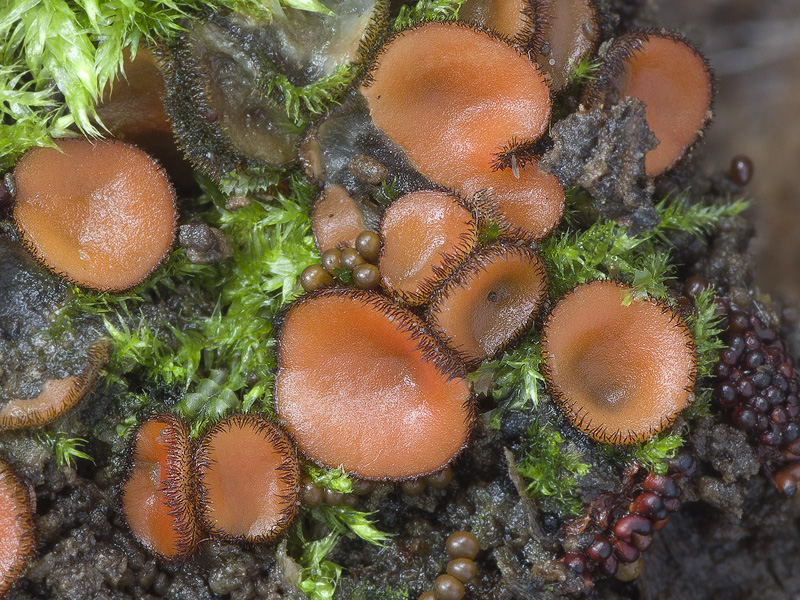 Scutellinia subhirtella